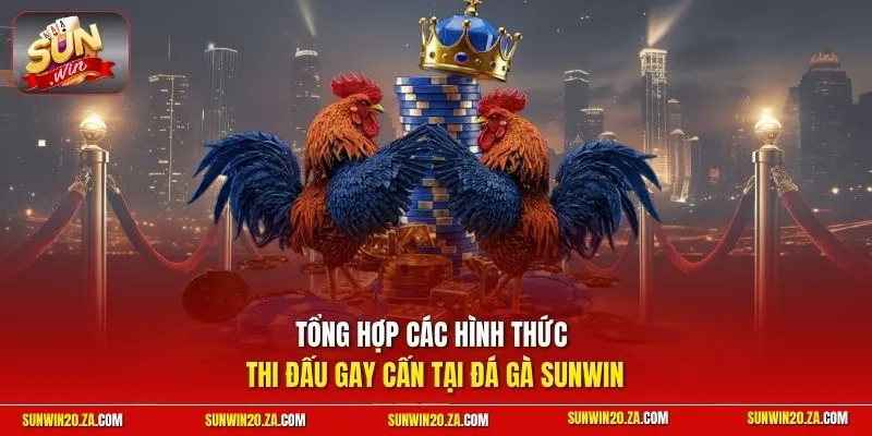 Tổng hợp các hình thức thi đấu gay cấn tại đá gà SUNWIN